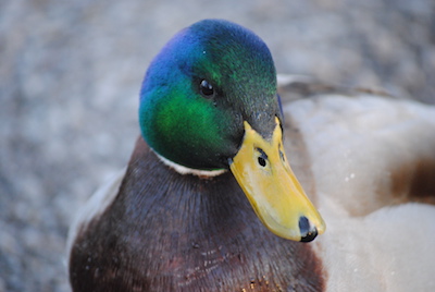 Close up of a duck.